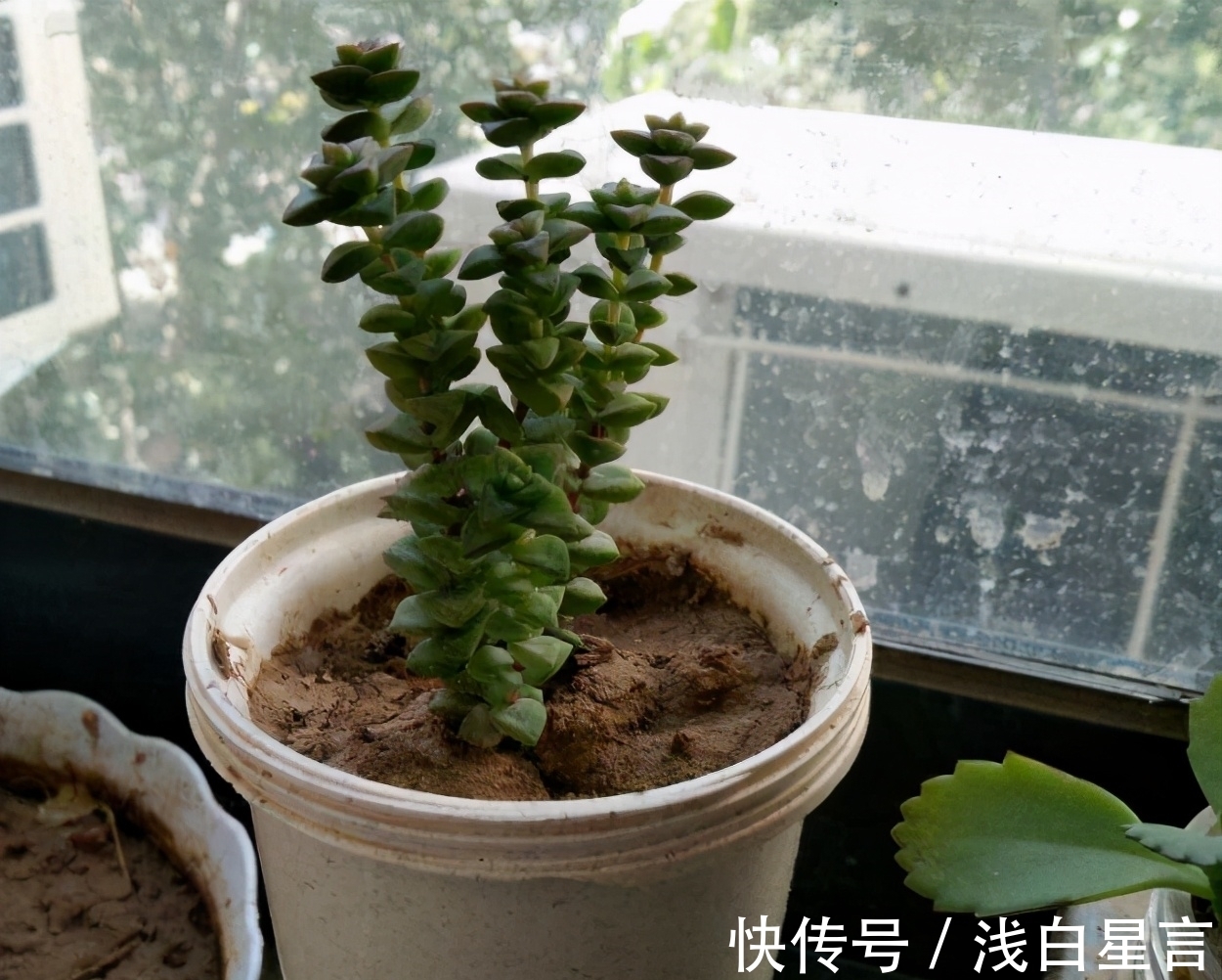 土壤|光用淘米水浇花没前途,加它们发酵好,养啥花都长得贼旺盛