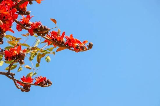 春意盎然！汕头时代广场春花绽放