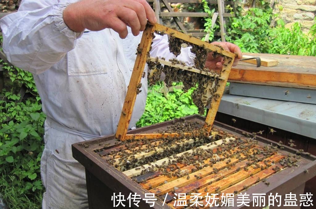 枸杞|钓鲤鱼最好的饵料不在渔具店,而在菜市场,这三样东西混合就行
