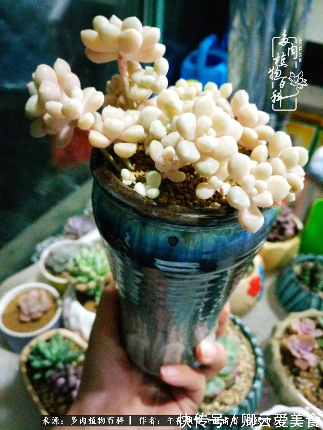 久在晴冬等雪来——北方阳台党的多肉成长历程!