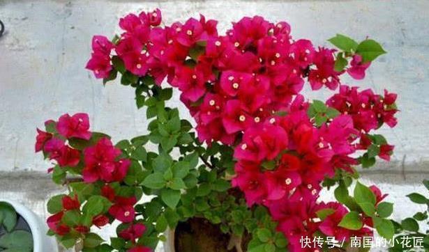 枝条|此6种漂亮花儿，遇土即活，一年四季常开花，花朵多，轻松养爆盆