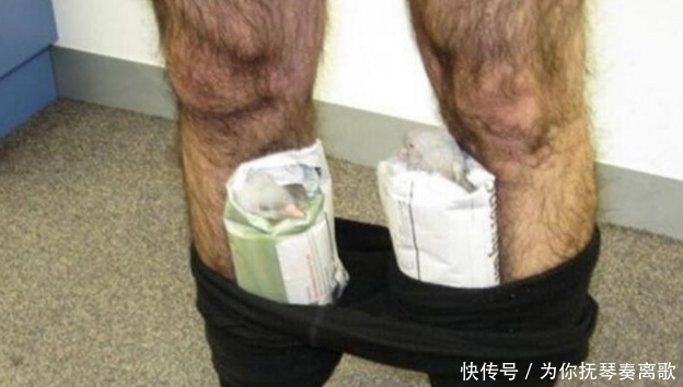 男子在过海关时 工作人员发现其下半身有异样 检查结果让人惊讶 快资讯