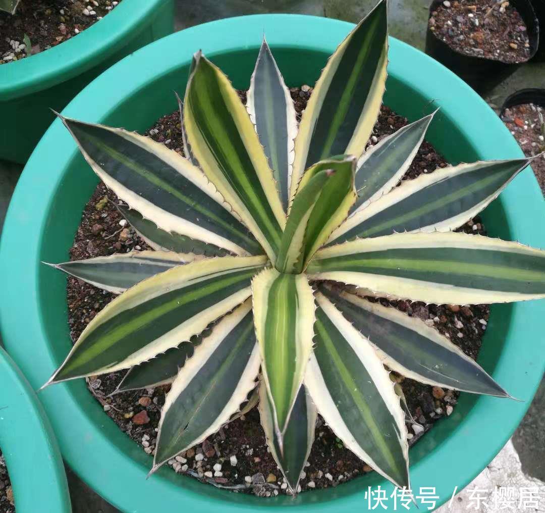 一种漂亮的盆栽,不怕寒冷,颜值高,繁殖快,很好养