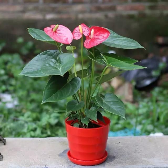 常见的20种有毒花草，有老人、小孩、宠物的家庭千万注意