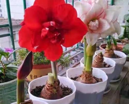 有4种花，开花漂亮又好养，春天栽种正好