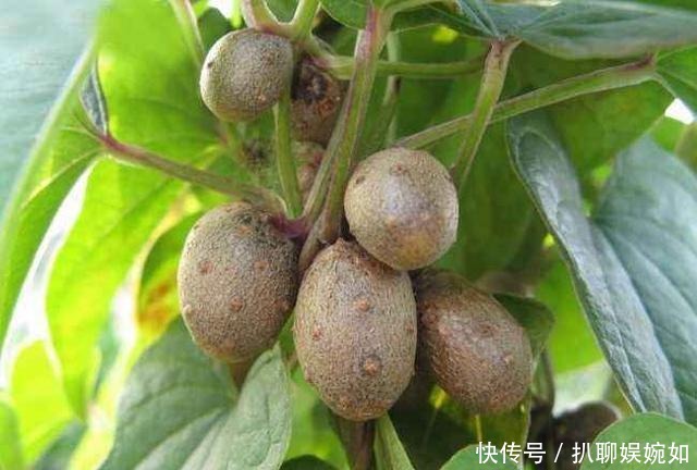 吃剩的山药头别丢,埋到阳台花盆里,观叶又能吃豆