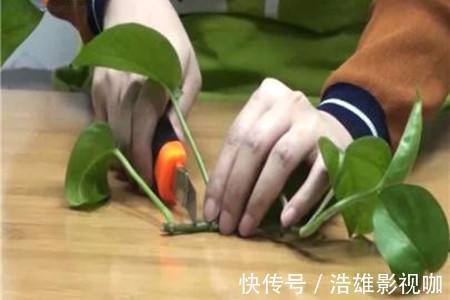 养花要舍得“剪头”，4种花“越剪越旺”，你做对了吗