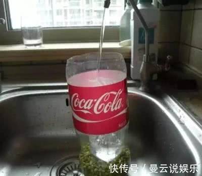 阳台上|一个空可乐瓶,一把绿豆,3天窜出满满一盆豆芽!“好养”又好吃