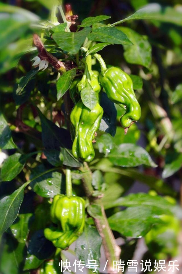 养分|阳台秋季种辣椒,简单1个小方法,来年长成盆景辣椒树,又结满了