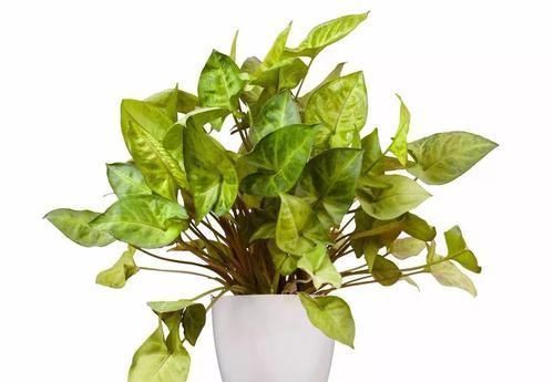 角落|17种适合生长在弱光处的室内植物,可以摆放在家里的任何角落