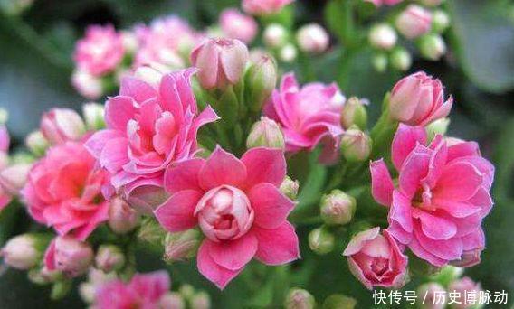 冬天养几款花卉,风吹开花旺,四季开花不断,阳台变成小花园