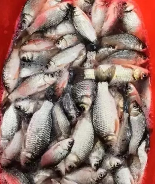 天冷了鱼不好钓？教你一种实用钓法，温度再低也能钓板鲫