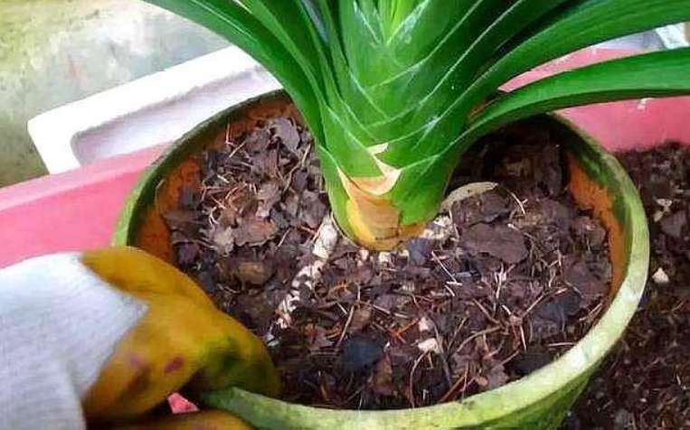 柳树皮、花生壳都不如这“两种土”,简单方便,养啥都易爆盆