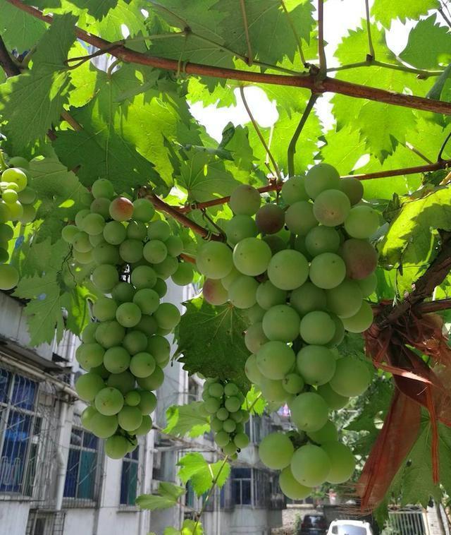 有庭院的强烈推荐种这3种水果树,有花,有果实,满满的幸福感