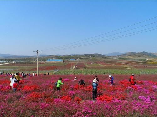 威海春季看花大全，海景好看花季也不逊色，到这些地方来看花