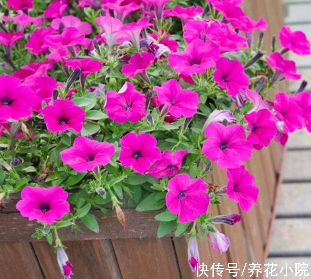 三种花，开花漂亮花期长，春天就能养