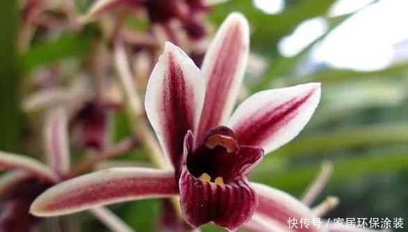 兰科植物|纹瓣兰生命力顽强,抗病力也不弱,观赏价值也很高,那她该怎么养