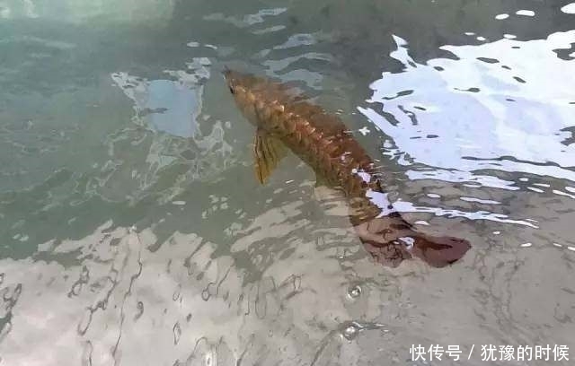 鱼缸和池还可以这样结合?只能说很有想法,有钱我也搞一个!