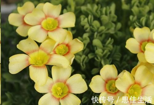 这10种花超级怕冷,再不搬进屋,小心只剩下盆了