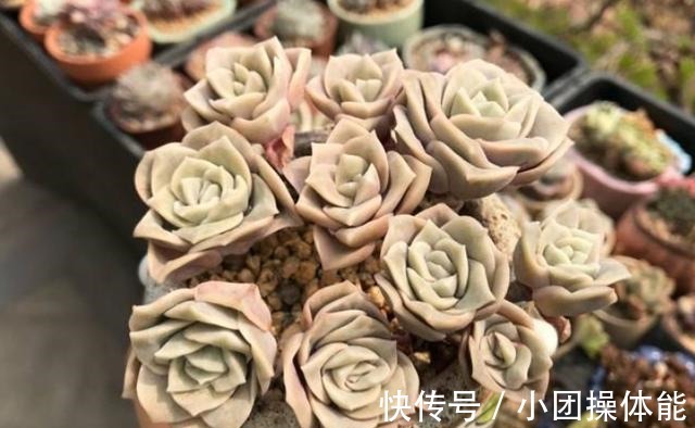 曾经贵到令人咋舌,且株型似玫瑰的可爱玫瑰多肉你现在还在养吗!