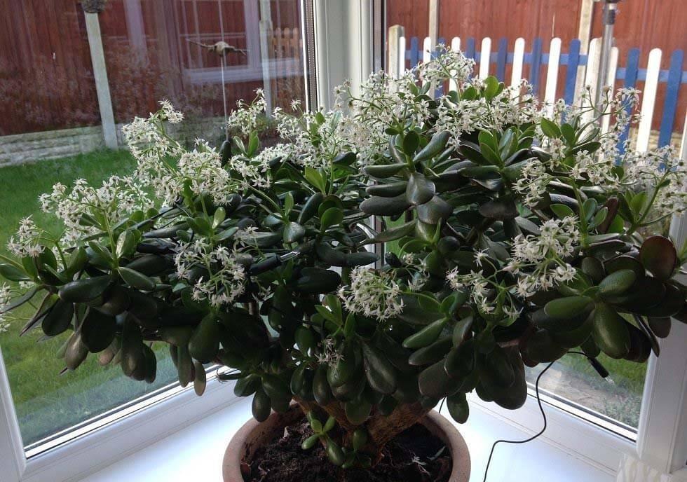 到了深秋,拿这3样“废物制肥”,养花效果显著,还不用花钱