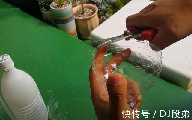 瓶口|攒了1个月的塑料瓶,瓶口朝下一个扣一个,用来扦插多肉,生根快
