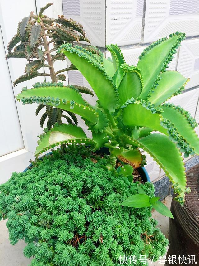 养花|家里养这5种花,怎么折腾也不死,养一盆爆一盆,懒人也合适