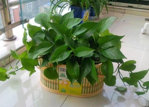 达人|用了鸡蛋养花之后,我也成了养花达人了!