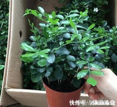 六种“冻不死”植物，沾土既活，放在家里满屋香！身体还会更健康