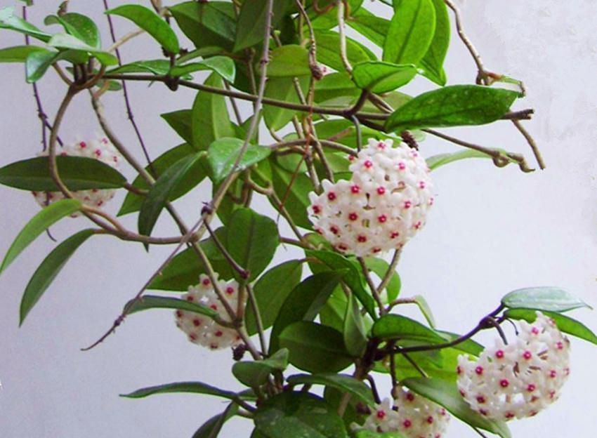 三种花比杜鹃好看,比绿萝好养,比桂花还香,谁见了不心动