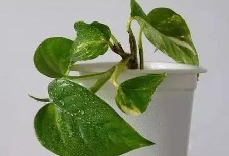 这三种绿植最适合养在卫生间,越是阴凉越能蹭蹭长不停