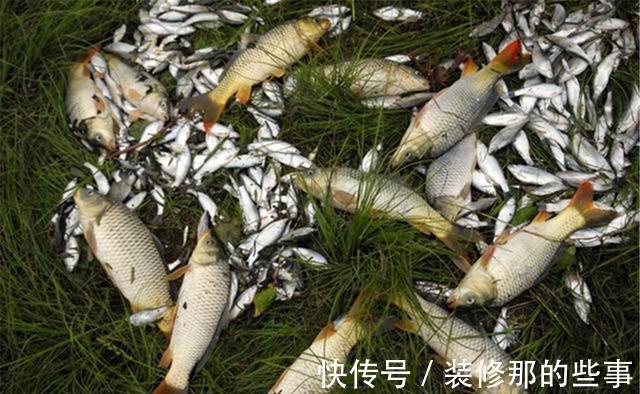 珠子|秋季守钓大鱼，如果遇上杂鱼疯狂闹窝，赶紧换上“珠珠”做饵料