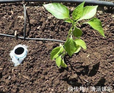 塑料瓶养花可当扦插神器、浇水壶、简易花盆，用途甚广！