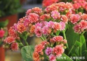 邻居|长寿花和蟹爪兰可以做邻居吗原来这么“养”,枝叶茂密花开不断