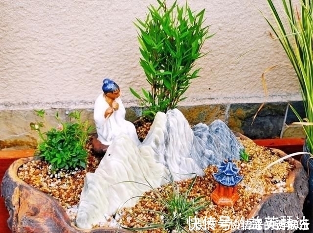 树桩|用石头盘子来养花,变成小盆景,价值能翻好几倍