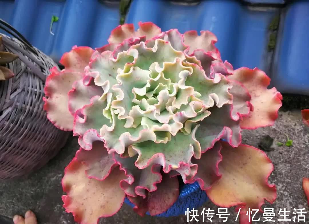 土壤|这几种多肉很漂亮,认识的人却不多,你认识几种呢?