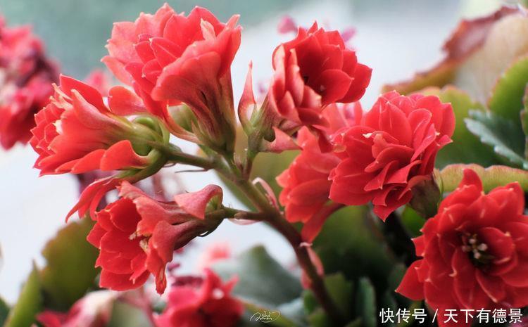 几款花卉好养易爆盆,花朵硕大迷人,还能散发阵阵花香