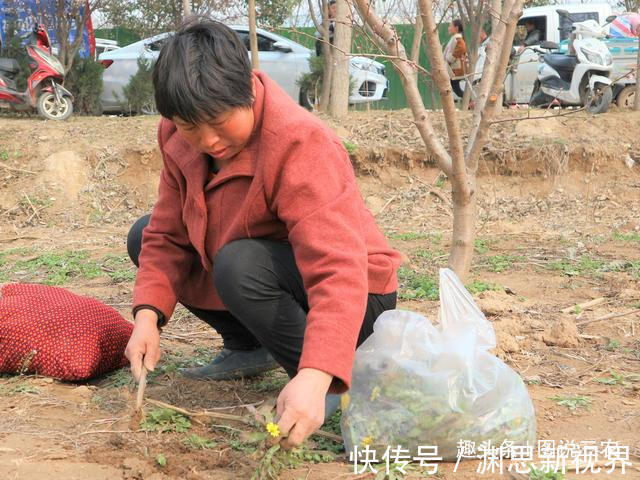 野菜|农村有一种不起眼的野草,既是野菜又是中药材,市场售价每斤2元