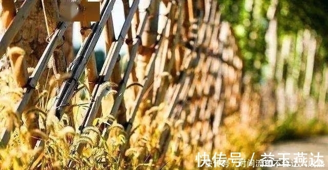 家有小院,一定要做个篱笆墙,美的世间少有!