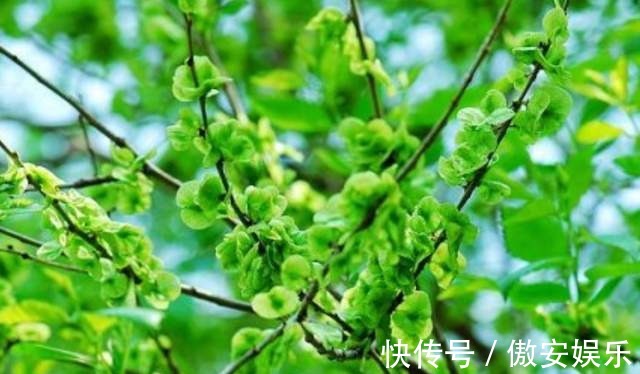 传家宝|阳台再小,也能养3种树,小盆就能养,个个都是“传家宝”