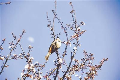 紫叶李|春和景明花枝俏