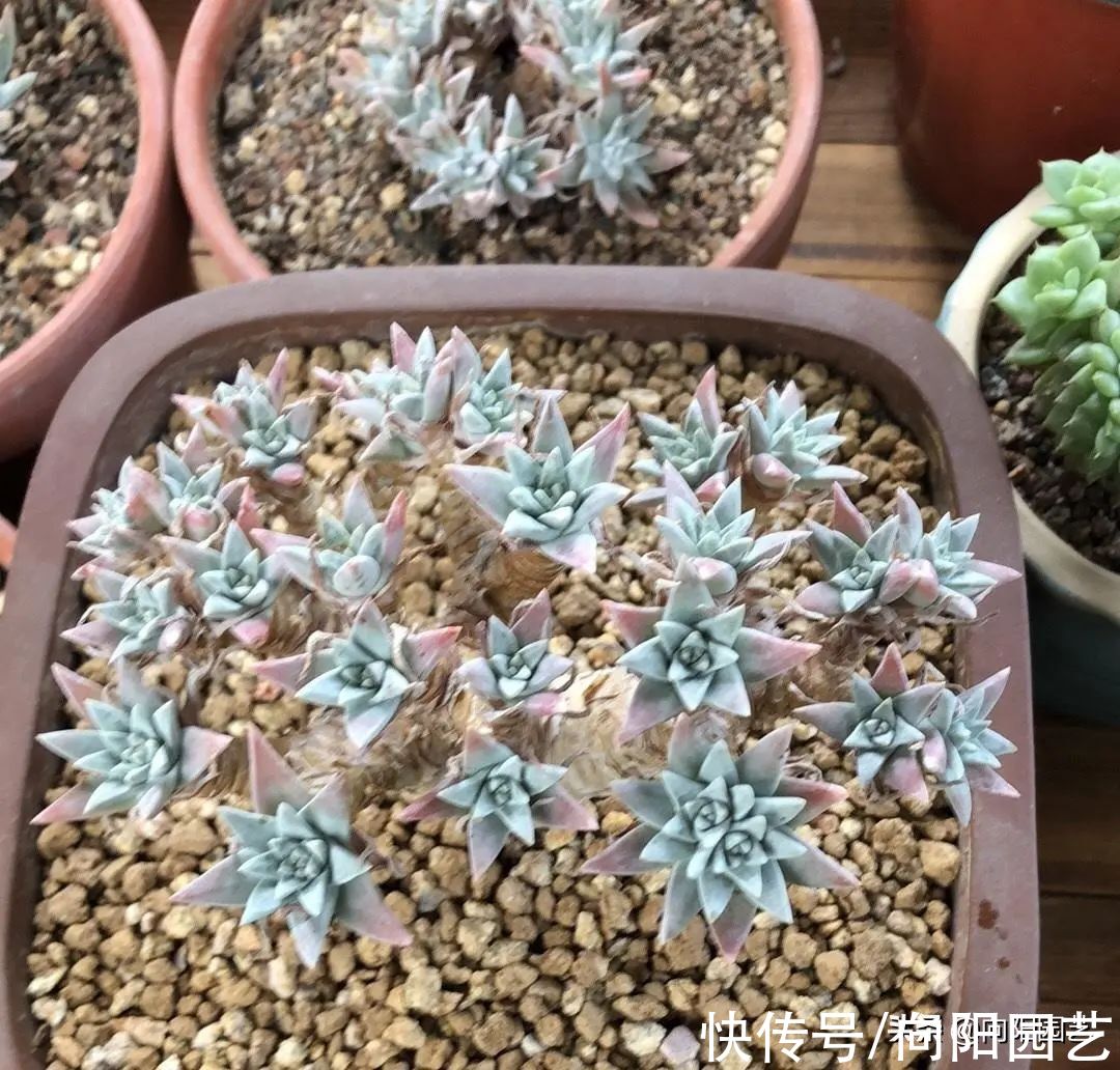 10种多肉最怕水，水多了就“烂根”，养多肉千万不能“手勤”