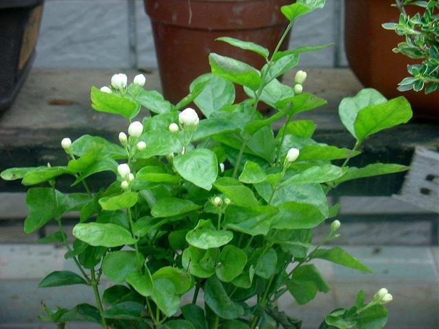 臭臭的却是“养花宝”,盆里用一点,新芽萌发快,不怕养不活!