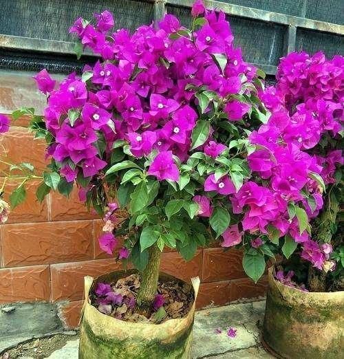 机器|这3种花就是开花机器，一到夏天就摘心，满树花苞太美了