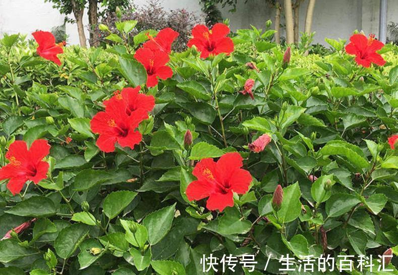 10种喜阳的漂亮花,家里采光差别乱养,不然长势差难开花