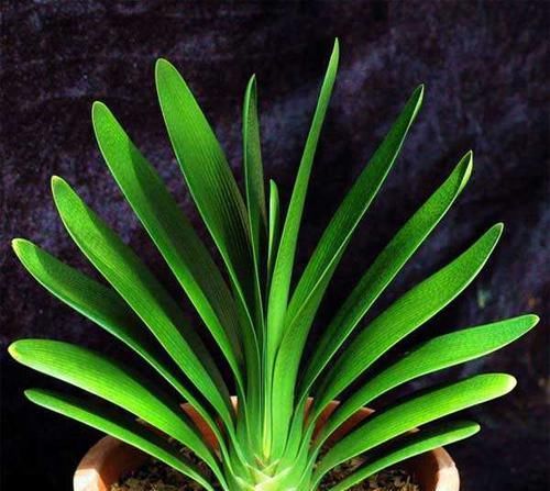  君子兰|君子兰开花太矫情，冬天要冷，春天要晒