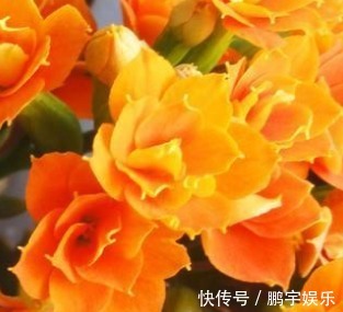 磷酸二氢钾|家养长寿花总是开花少做好这几个小细节,轻松花开爆满盆