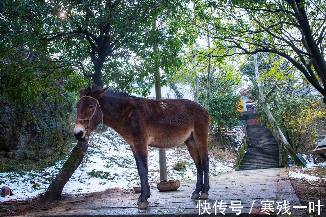 登山|杭州有个赏梅登山好去处，不用门票免费停车，就在市郊知道人不多