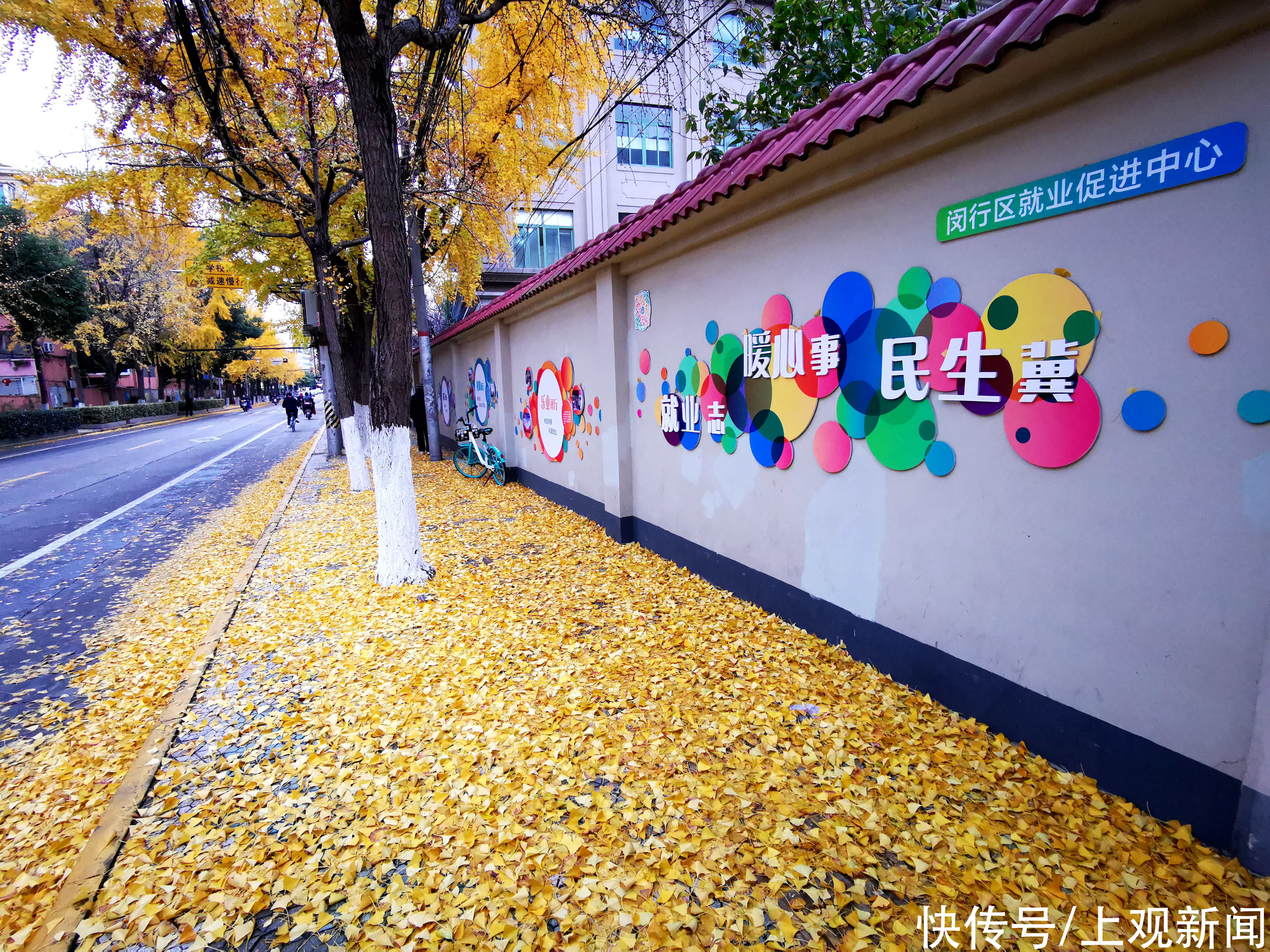 黄金甲|寒风吹落片片银杏叶，这里满地尽是“黄金甲”