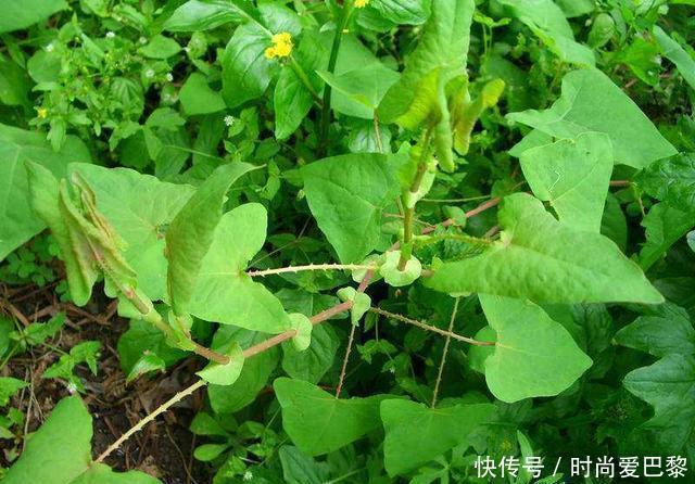 农村叫“蛇倒退”的野草，长有倒刺叶子能吃还能止痒，你认识吗？